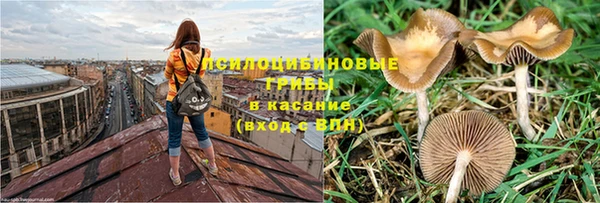 ПСИЛОЦИБИНОВЫЕ ГРИБЫ Верея