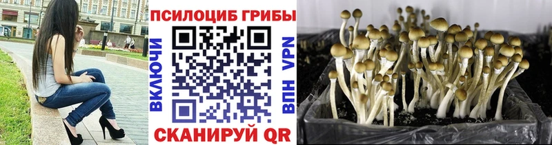 Псилоцибиновые грибы Psilocybe  Купить  Узловая 